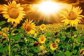 Фреска Солнечные цветы под вечерним солнцем