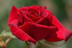 Фреска красная роза