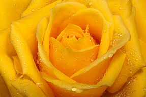 Фотообои Чайная роза в росе