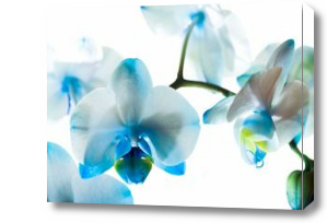 Картина 3Д Орхидея