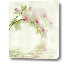 Картина Орхидея над водой